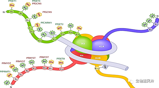 进行组蛋白修饰的意义是什么?