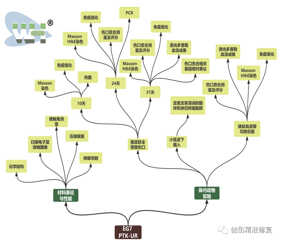 伤口活性敷料是什么文献精读：活性氧可降解聚硫酮聚氨酯泡沫敷料促进猪皮肤创面修复-上海聚慕医疗器械有限公司