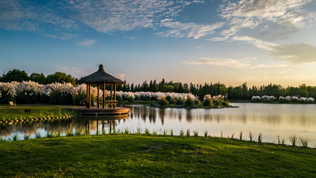 珠湖小圳芦花岛.png