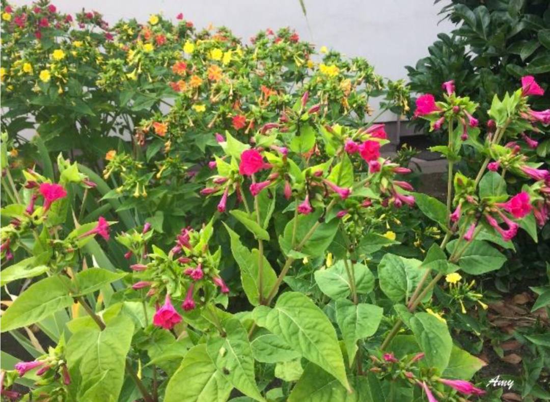 德国和中国同样的花 您能叫上名来 德欧华商 微信公众号文章阅读 Wemp