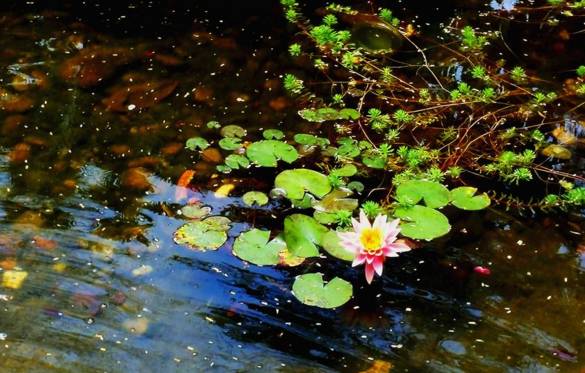 莲花八号区二手房_南岸区莲花堂_澳门风顺堂区是富人区