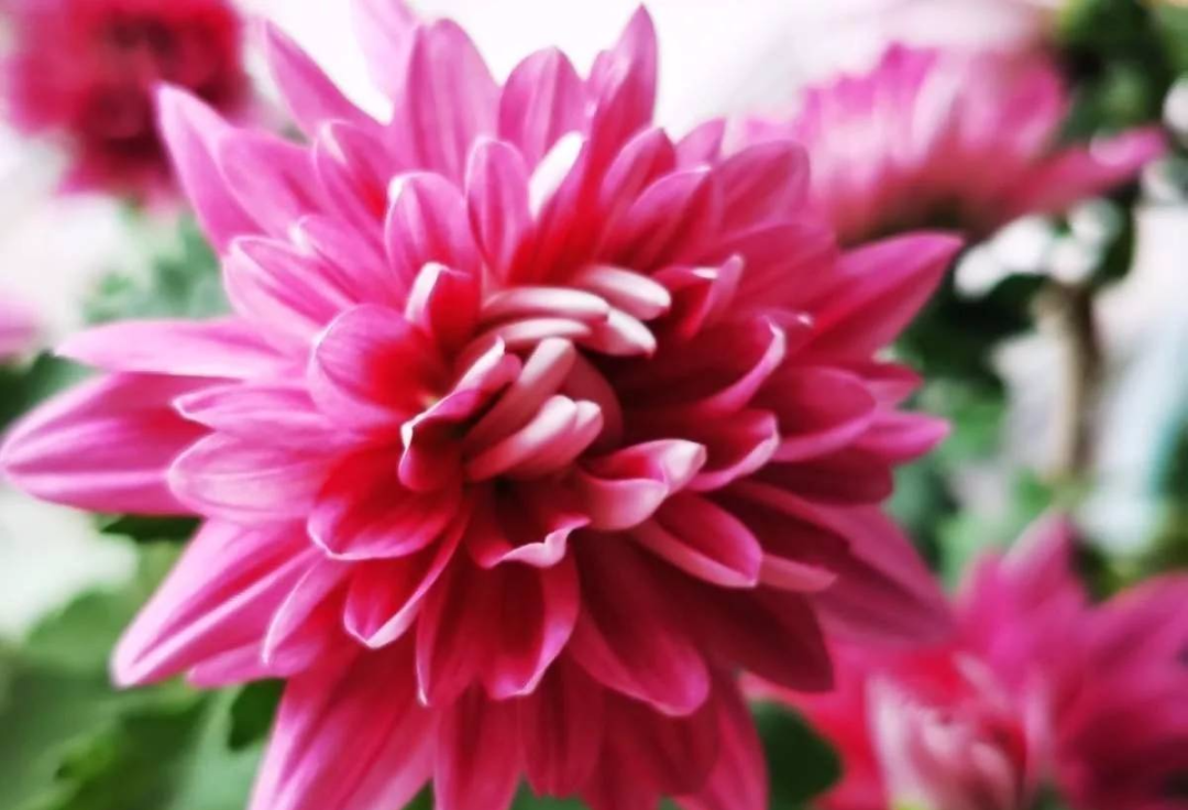 冬天养花 早上少做4件事 花草平平安安度过冬天 热点讯息网