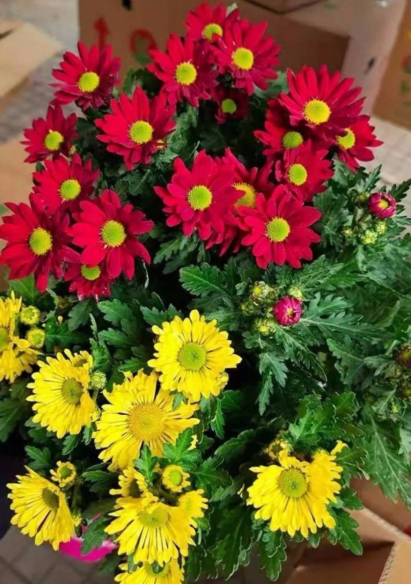 冬天养花 早上少做4件事 花草平平安安度过冬天 热点讯息网