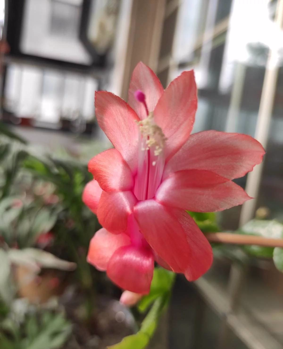 冬天养花 早上少做4件事 花草平平安安度过冬天 热点讯息网