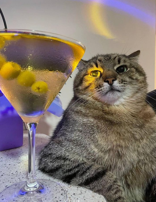 猫:睁大眼睛看清楚,我是猫!-友友