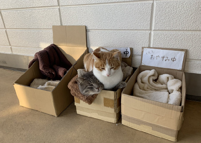 天气一冷,我的身上就会长出一堆猫.-友友