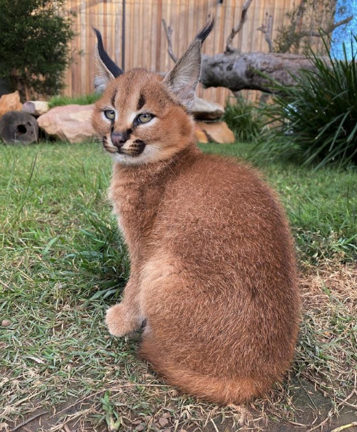 耳朵尖尖的猫科动物图片