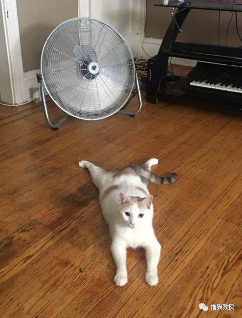 天氣一熱，家裡的貓就崩壞了... 寵物 第10張