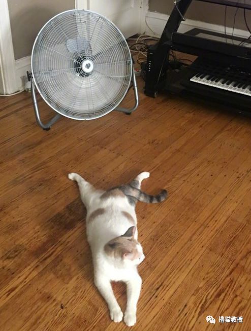 天氣一熱，家裡的貓就崩壞了... 寵物 第11張