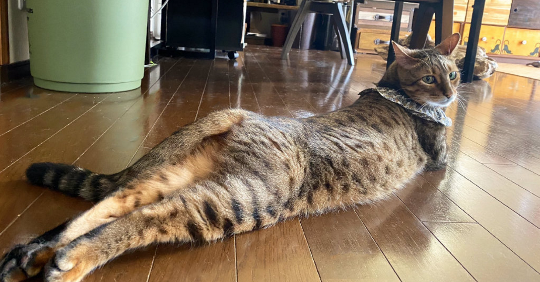 别废话了直接斗猫片吧