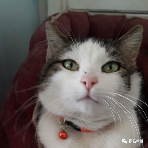 愛貓的人也這麼狡詐的嗎？ 寵物 第7張