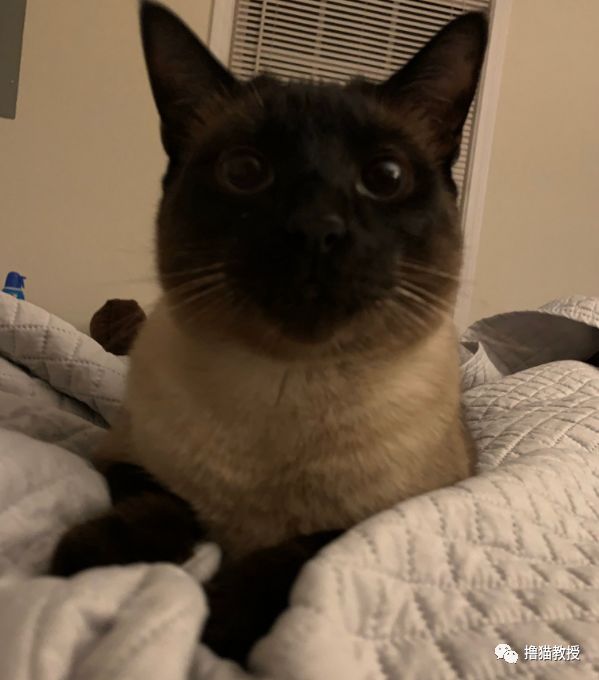 愛貓的人也這麼狡詐的嗎？ 寵物 第12張