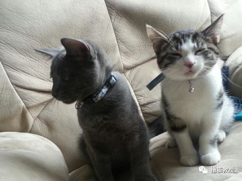 愛貓的人也這麼狡詐的嗎？ 寵物 第16張