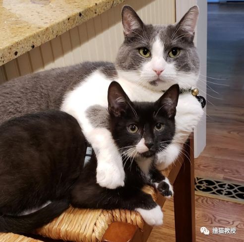 愛貓的人也這麼狡詐的嗎？ 寵物 第5張