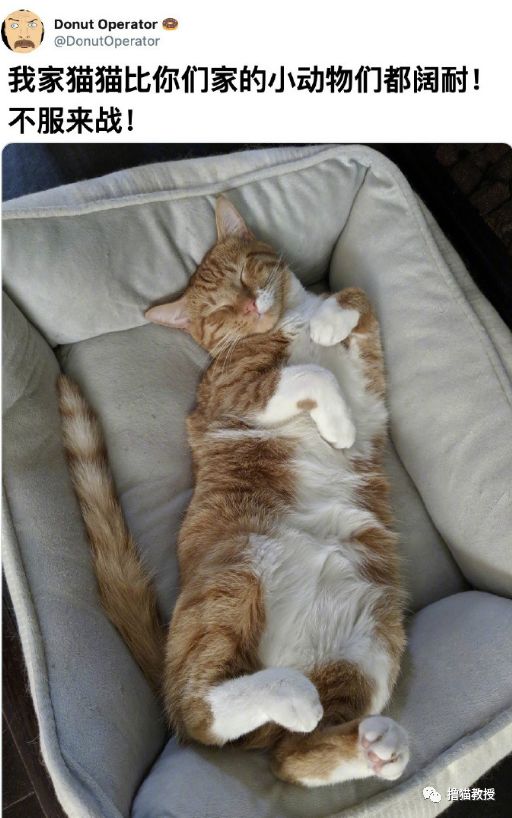 愛貓的人也這麼狡詐的嗎？ 寵物 第3張