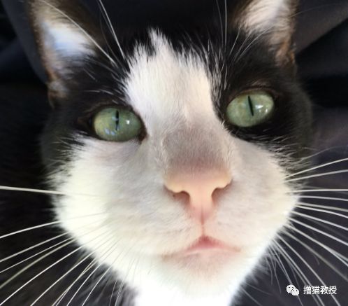 愛貓的人也這麼狡詐的嗎？ 寵物 第6張