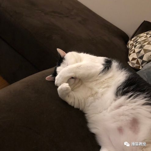 愛貓的人也這麼狡詐的嗎？ 寵物 第9張