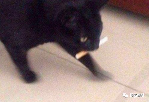 愛貓的人也這麼狡詐的嗎？ 寵物 第14張