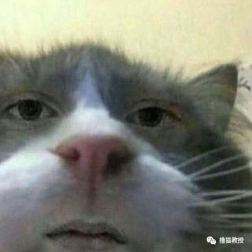 愛貓的人也這麼狡詐的嗎？ 寵物 第13張