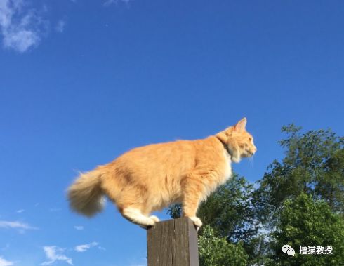 愛貓的人也這麼狡詐的嗎？ 寵物 第8張