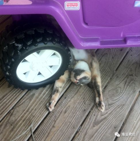 愛貓的人也這麼狡詐的嗎？ 寵物 第4張