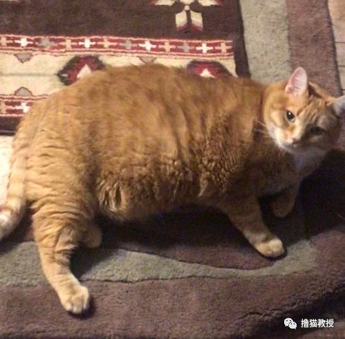 愛貓的人也這麼狡詐的嗎？ 寵物 第18張