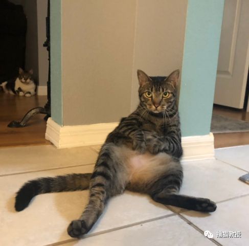 愛貓的人也這麼狡詐的嗎？ 寵物 第17張