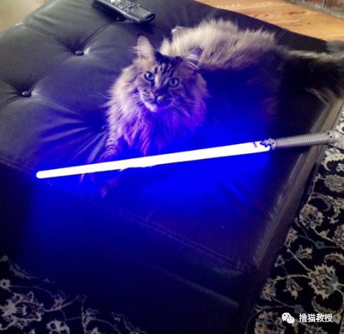 愛貓的人也這麼狡詐的嗎？ 寵物 第19張