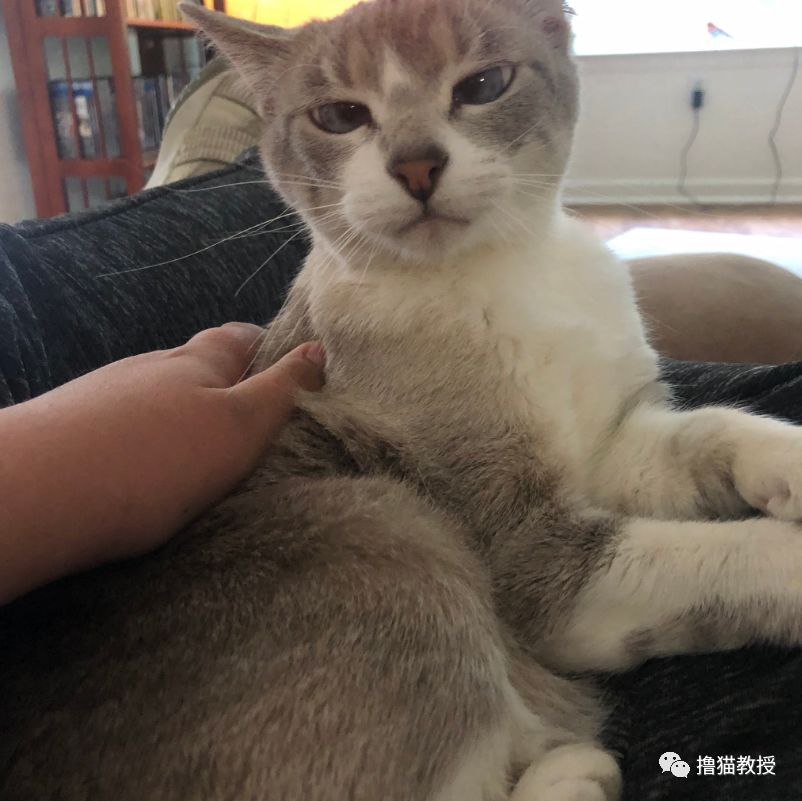 愛貓的人也這麼狡詐的嗎？ 寵物 第15張