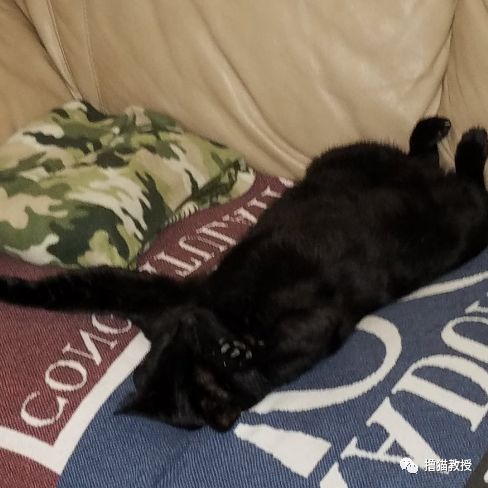 愛貓的人也這麼狡詐的嗎？ 寵物 第11張