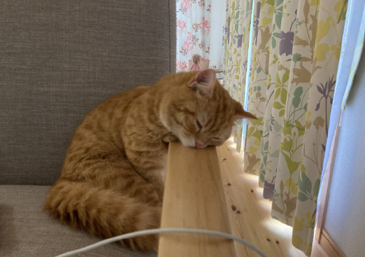 生活不易,猫猫叹气,做猫真是太累了.-友友