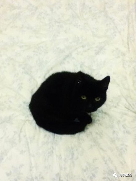黑洞，其實是只貓！ 寵物 第22張