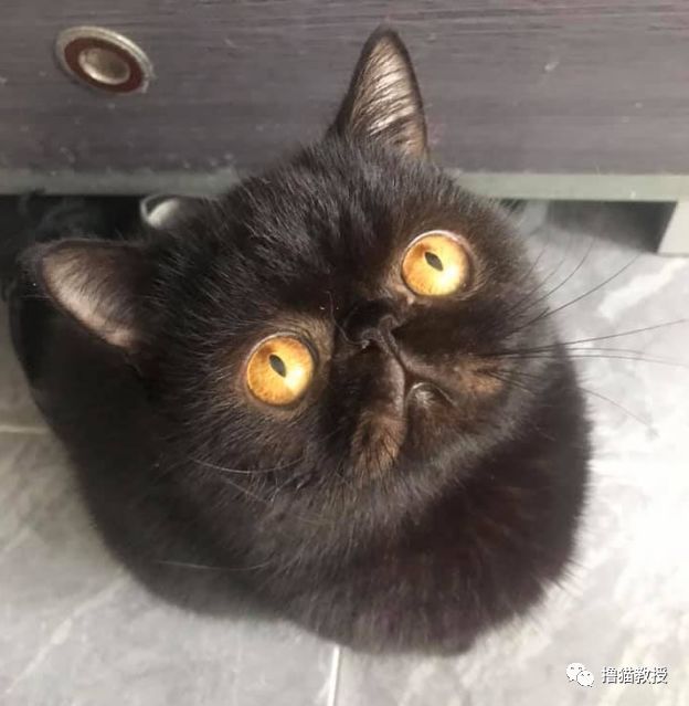 黑洞，其實是只貓！ 寵物 第15張