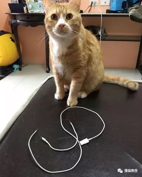 中華氣死貓能氣人到什麼程度？ 寵物 第24張