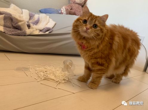 中華氣死貓能氣人到什麼程度？ 寵物 第23張