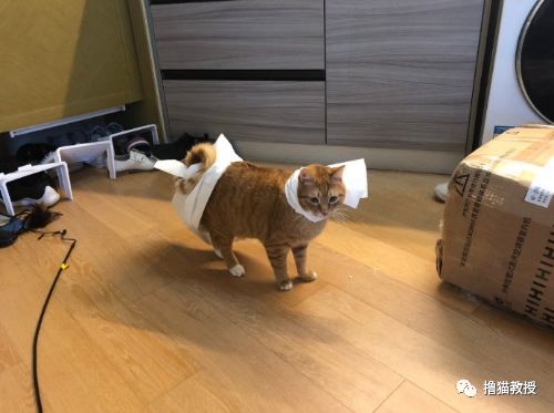 中華氣死貓能氣人到什麼程度？ 寵物 第4張