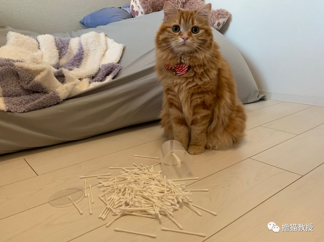 中華氣死貓能氣人到什麼程度？ 寵物 第22張