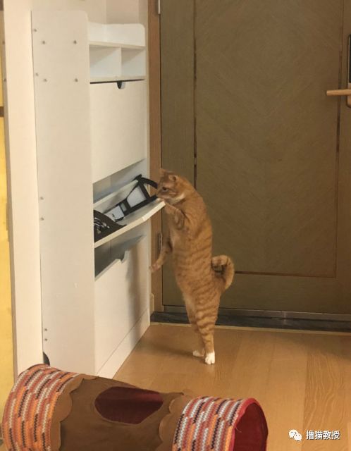 中華氣死貓能氣人到什麼程度？ 寵物 第6張