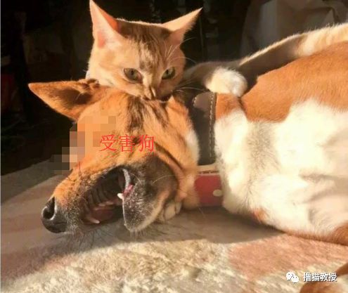 中華氣死貓能氣人到什麼程度？ 寵物 第29張