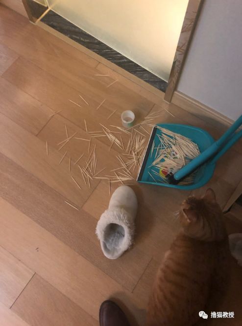 中華氣死貓能氣人到什麼程度？ 寵物 第2張