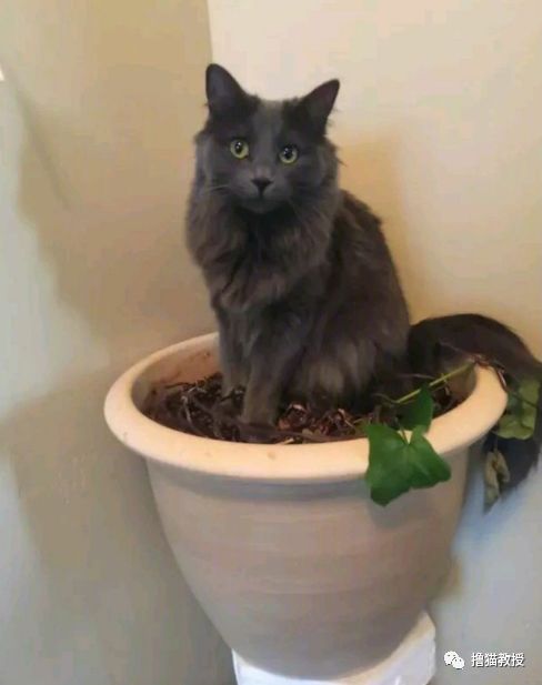 中華氣死貓能氣人到什麼程度？ 寵物 第27張