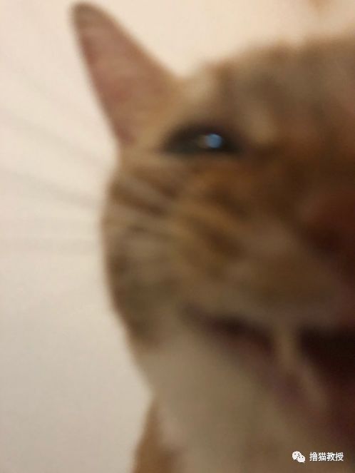 中華氣死貓能氣人到什麼程度？ 寵物 第10張