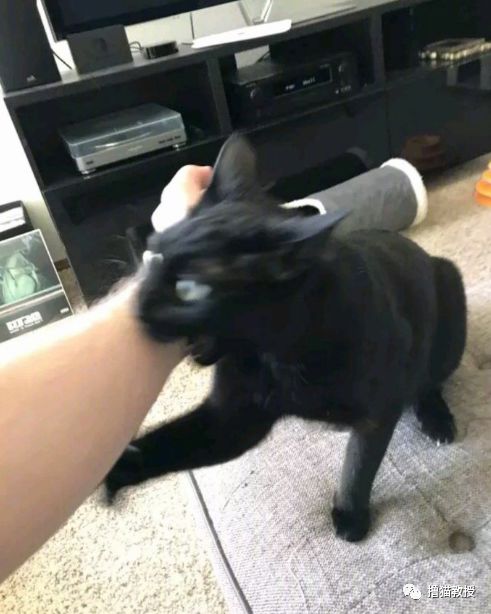 中華氣死貓能氣人到什麼程度？ 寵物 第28張