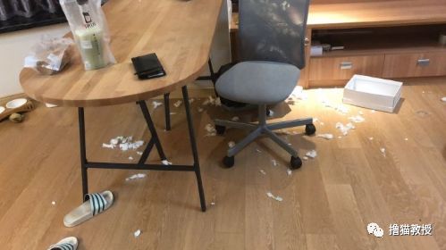 中華氣死貓能氣人到什麼程度？ 寵物 第3張