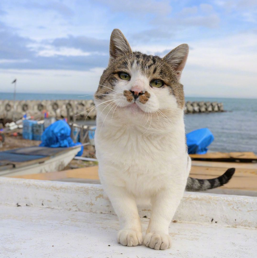 猫吃鱼多了 会变成海豹吗 柠檬资讯