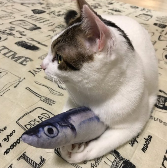 有一說一，貓就是饞魚的身子！ 寵物 第3張