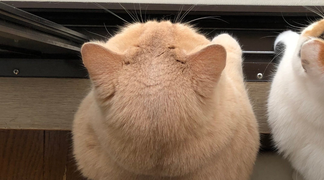 极品猫咪后脑勺大赏好想把猫薅秃头啊