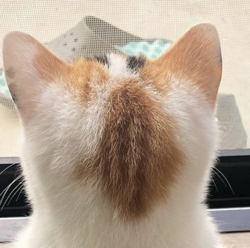极品猫咪后脑勺大赏好想把猫薅秃头啊