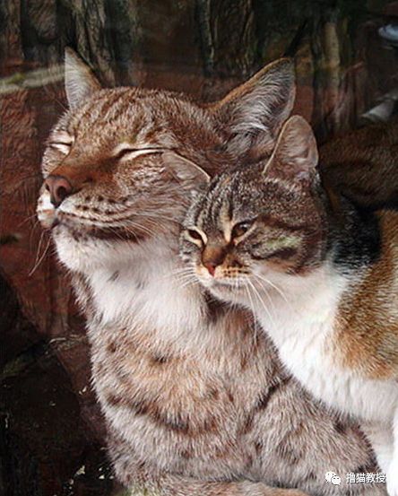 跨越物種的友誼！一只貓和猞猁相親相愛12年... 未分類 第6張
