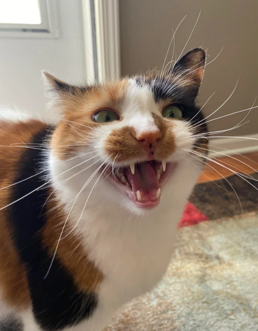 一组有声音的猫片,一只比一只叫得欢.-友友